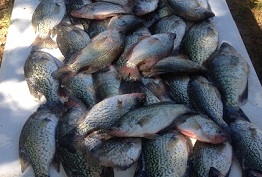 Table of Nice Crappie CCL Tx